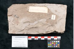 Foto (Objekt + Etikett) von Ficus sagoriana Ettingshausen (NHMW-GEO-2024-0188-7979)